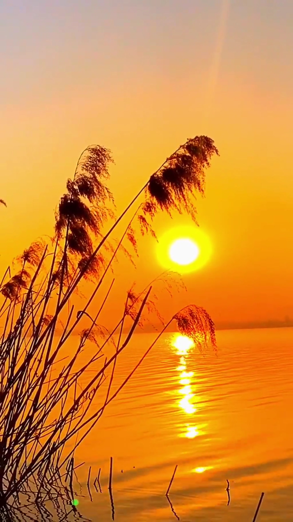 芦苇黄昏自然风光风景自媒体实拍素材