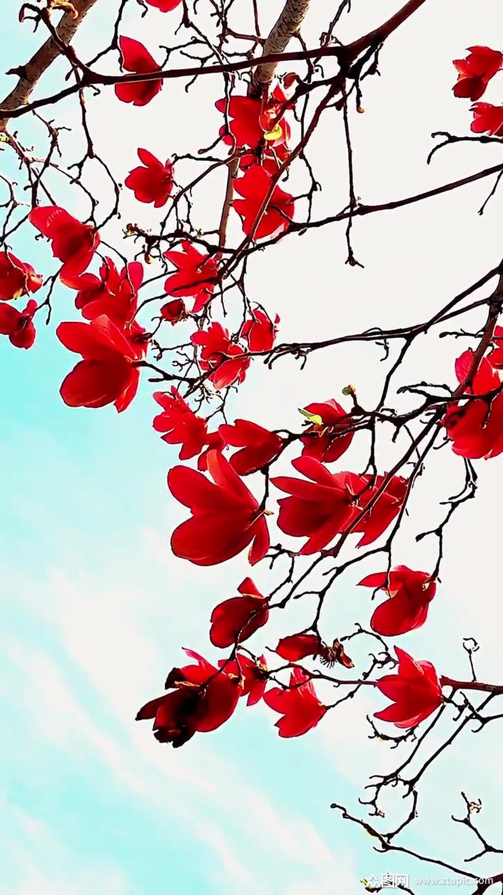 小红花自然风光风景自媒体实拍素材