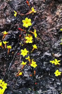 小花自然风光风景自媒体实拍素材