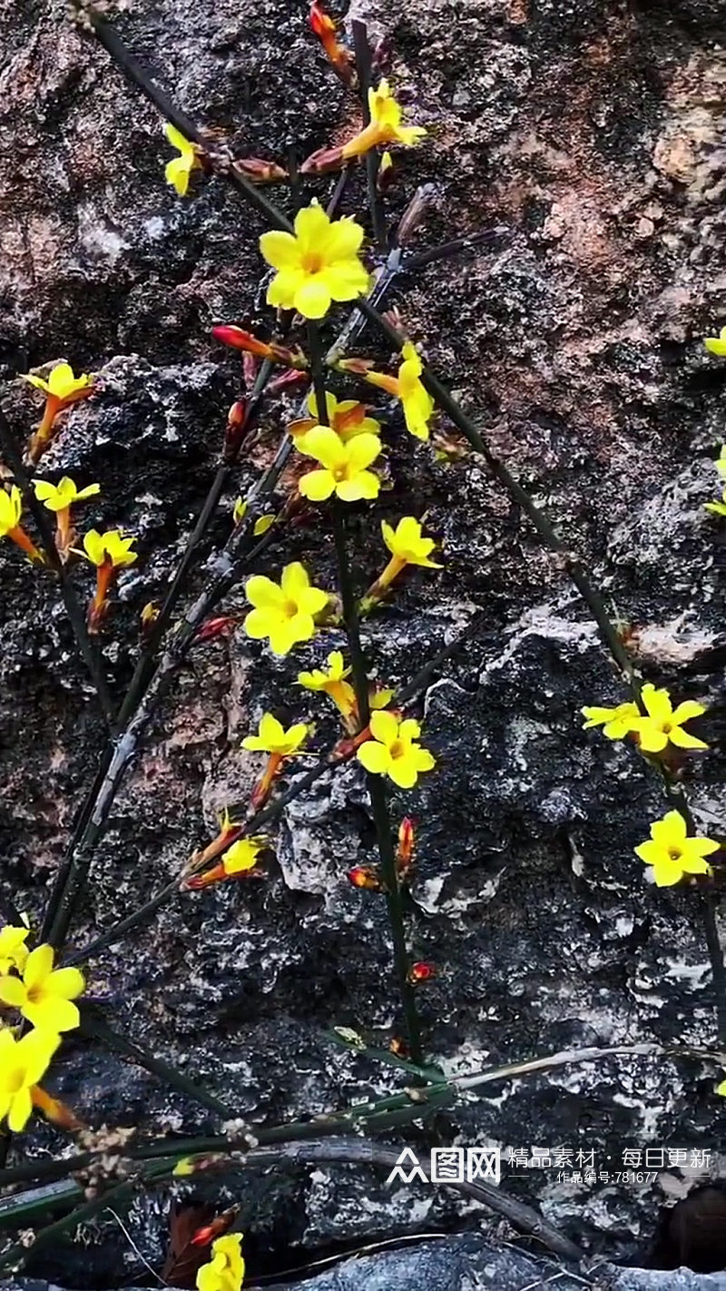 小花自然风光风景自媒体实拍素材素材