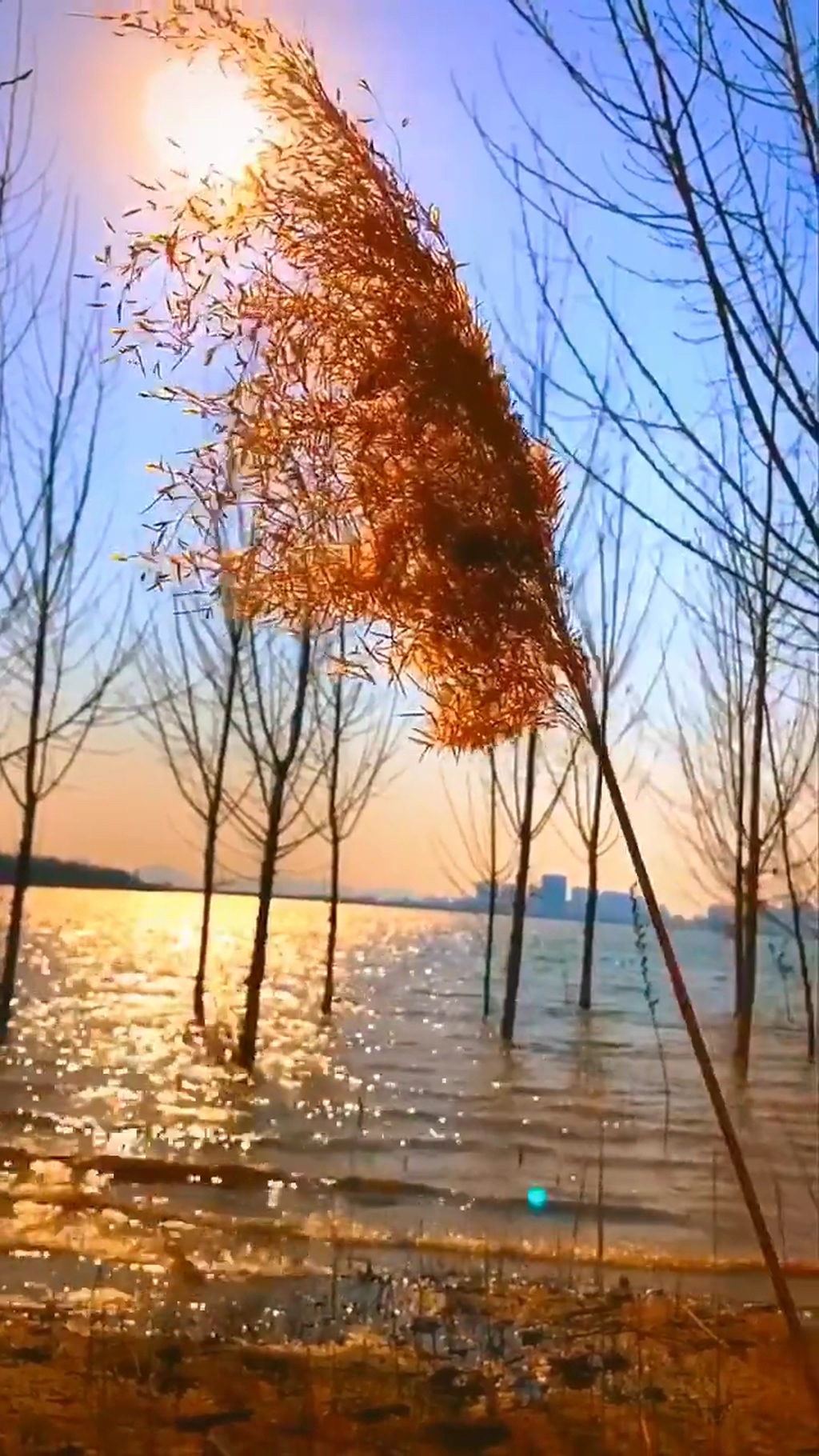 湖泊芦苇自然风光风景自媒体实拍素材素材