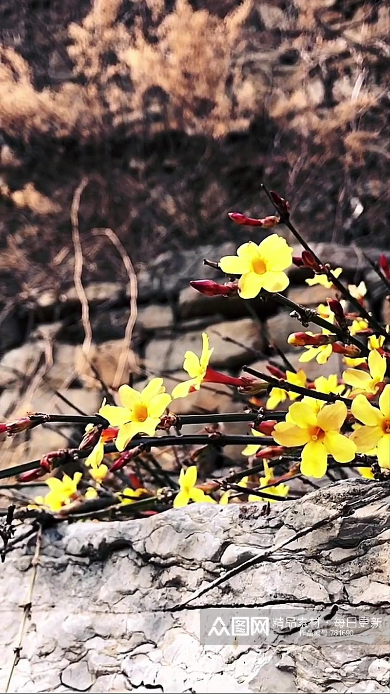 小黄花自然风光风景自媒体实拍素材素材