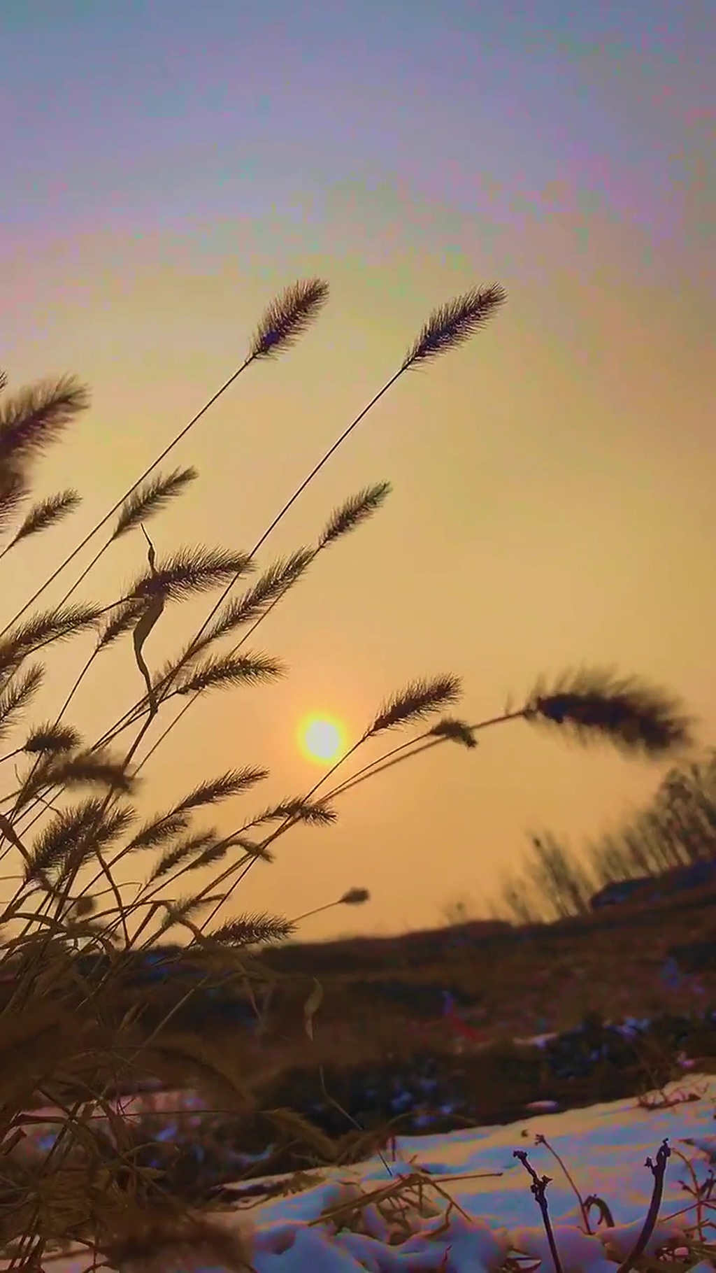芦苇自然风光风景自媒体实拍素材素材