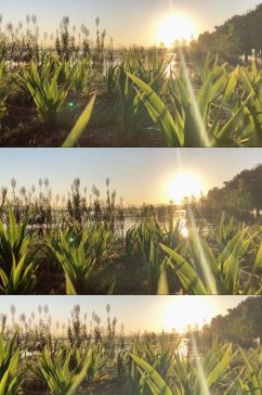 阳光植物自然风光风景自媒体实拍素材