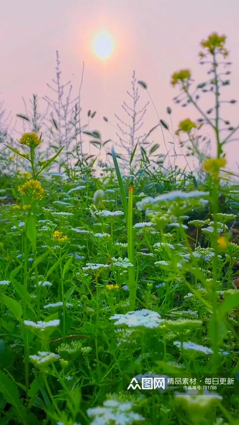 阳光油菜花自然风光风景自媒体实拍素材素材