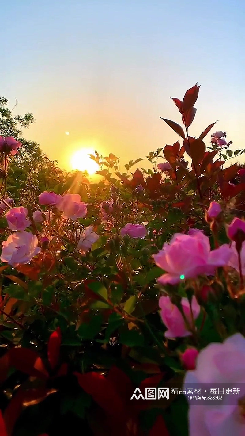 夕阳鲜花唯美自然风光实拍素材