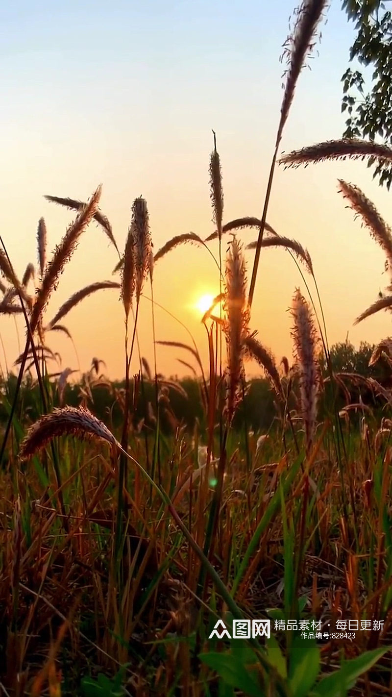 夕阳狗尾巴草唯美自然风光实拍素材