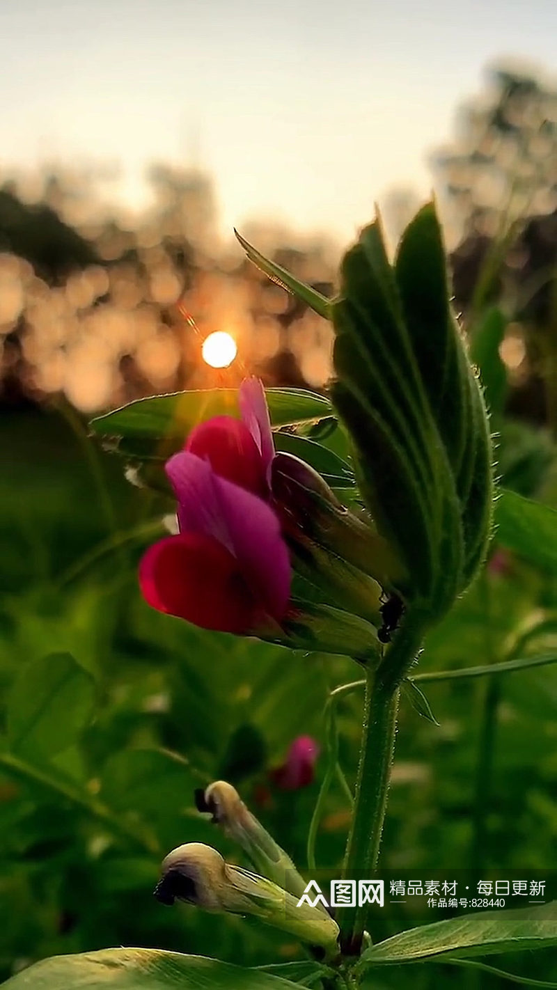 夕阳小花植物唯美自然风光实拍素材