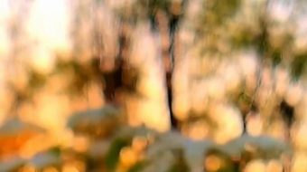 小鲜花乡村唯美自然风光实拍 风景视频-众图网