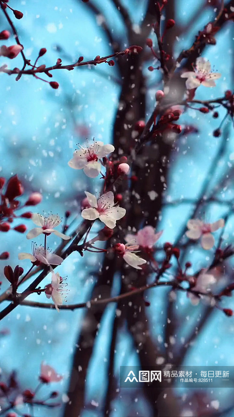 梅花小花唯美自然风光实拍  风景视频素材