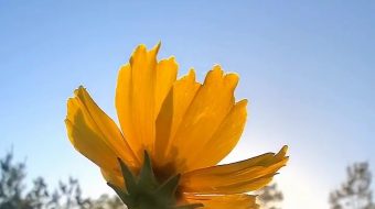 小黄花阳光唯美自然风光实拍 风景视频-众图网