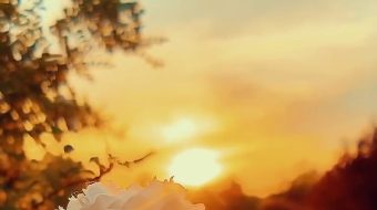 鲜花夕阳日落唯美自然风光实拍-众图网