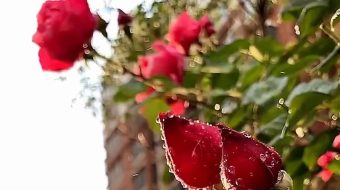 玫瑰花唯美自然风光实拍-众图网