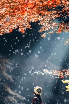 秋季枫叶唯美自然风光实拍