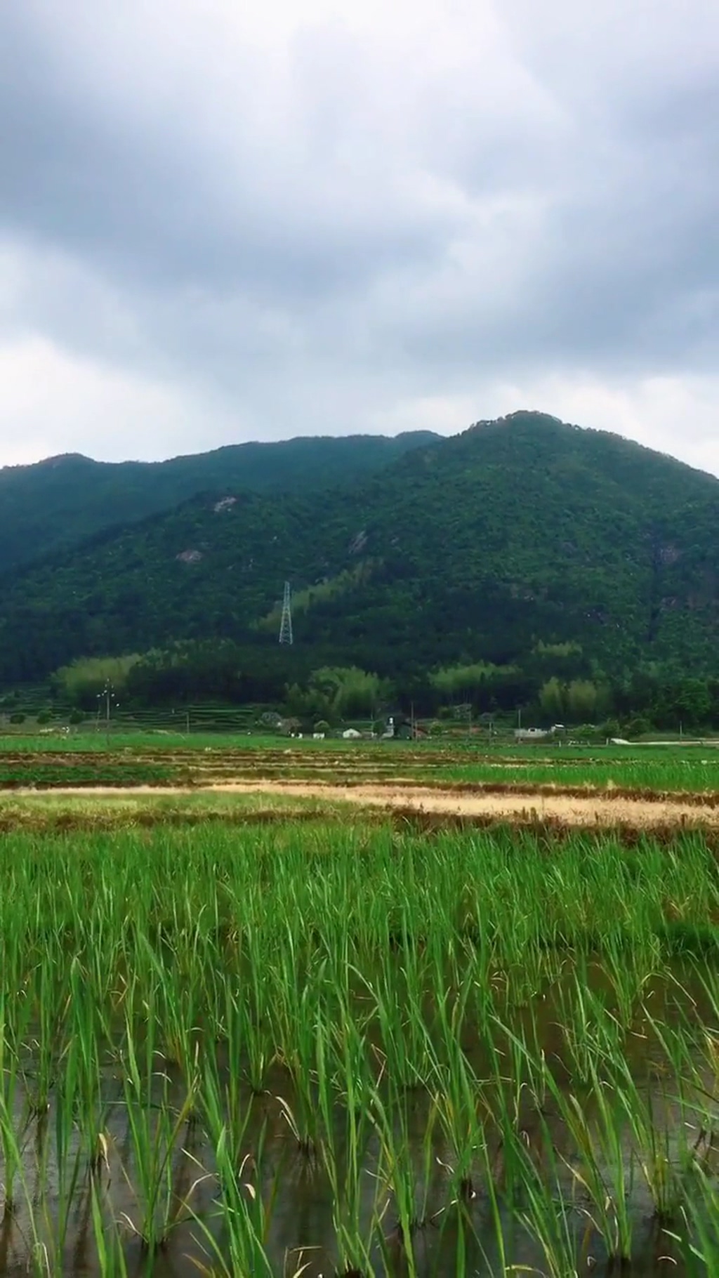 水稻乡村唯美自然风光实拍素材