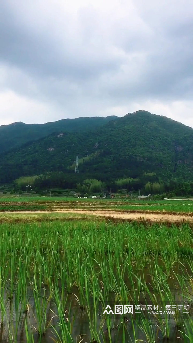 水稻乡村唯美自然风光实拍素材