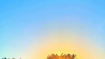 小菊花夕阳唯美自然风光实拍-众图网