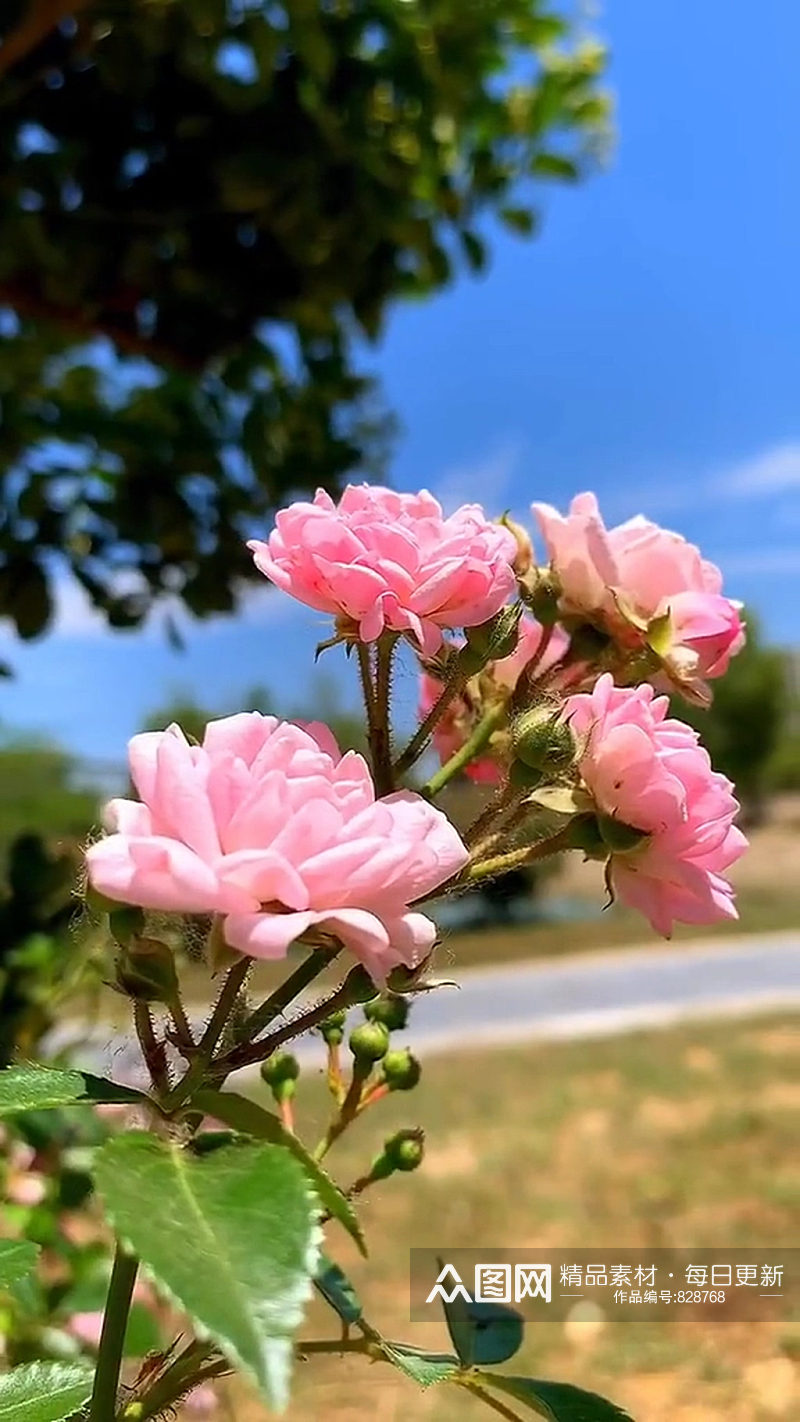 鲜花唯美自然风光实拍素材