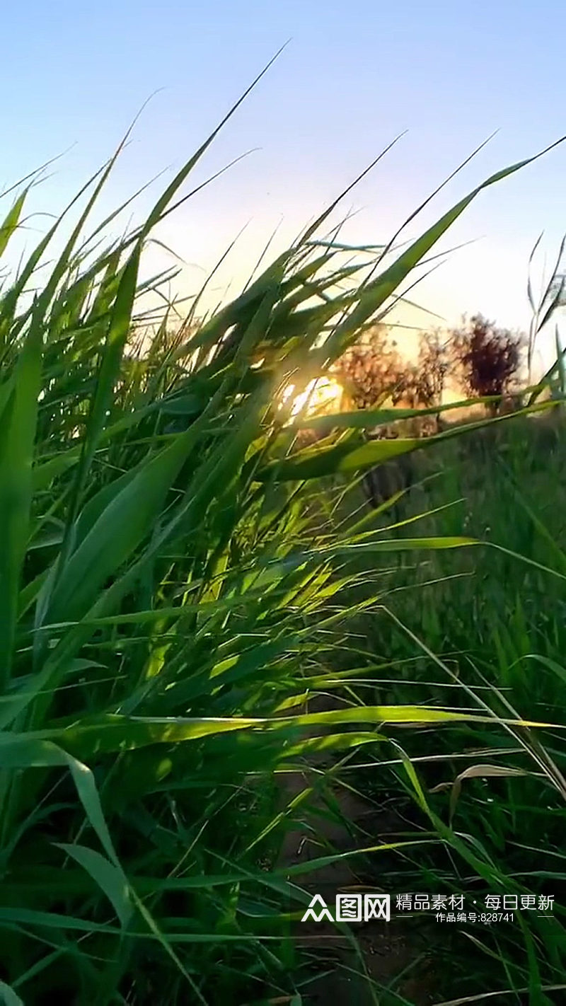 小草唯美自然风光实拍素材