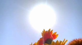 小菊花乡村唯美自然风光实拍 风景视频-众图网