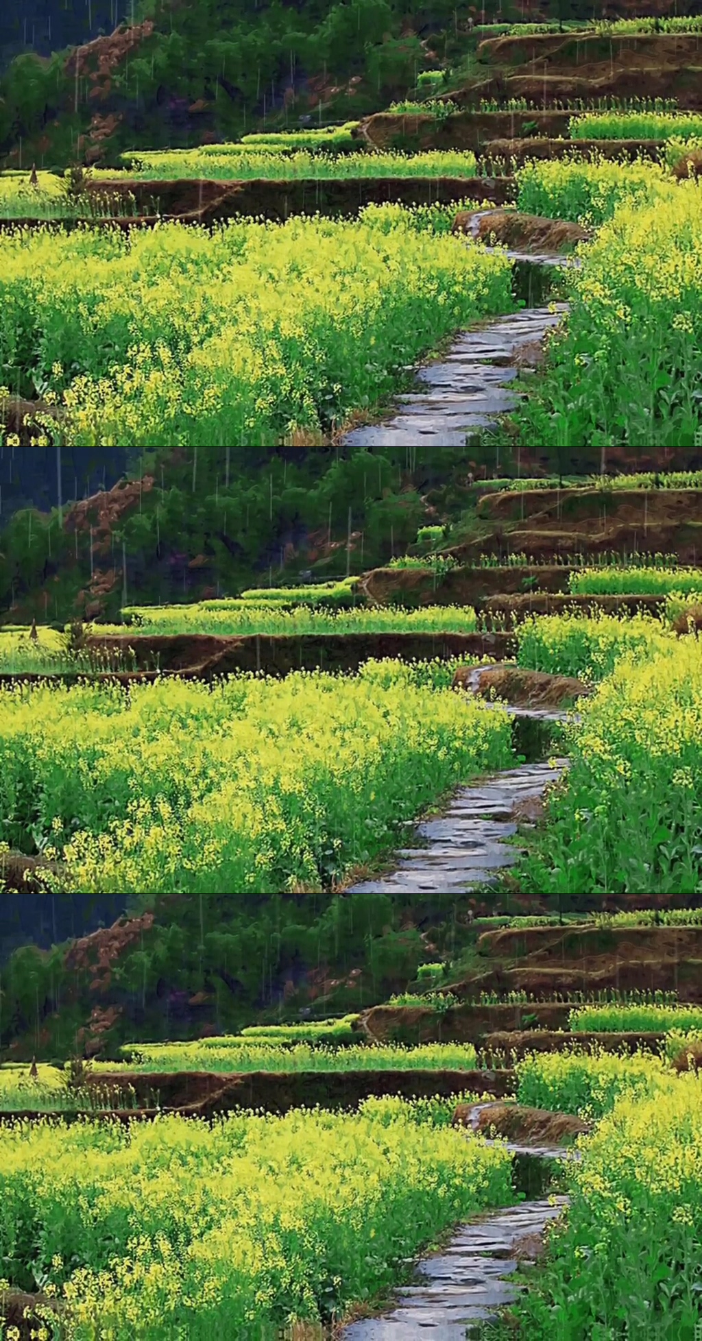 油菜花乡村唯美自然风光实拍