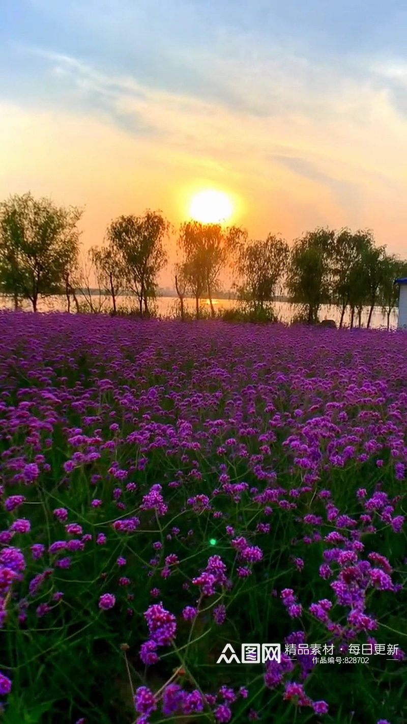 紫色花海乡村唯美自然风光实拍素材