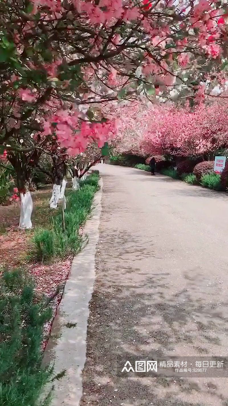 樱花林唯美自然风光实拍素材