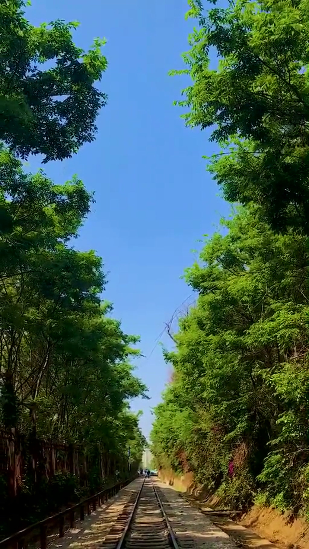 蓝天森林唯美自然风光实拍素材