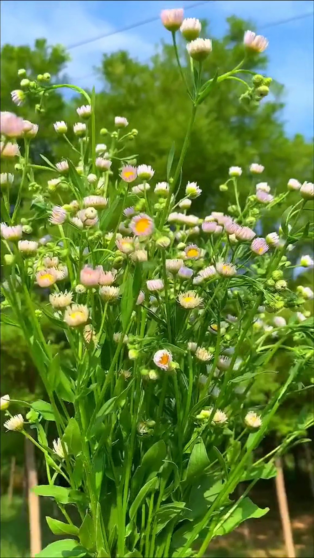 小菊花乡村唯美自然风光实拍素材