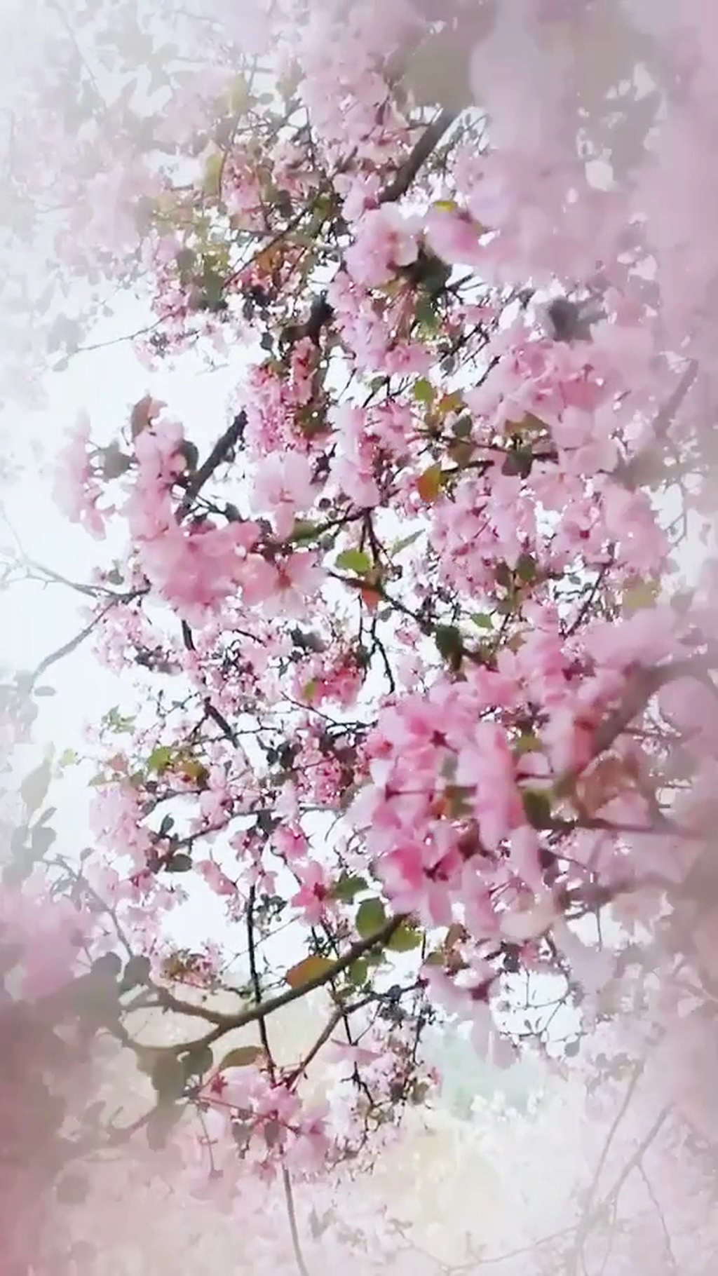 樱花唯美自然风光实拍素材