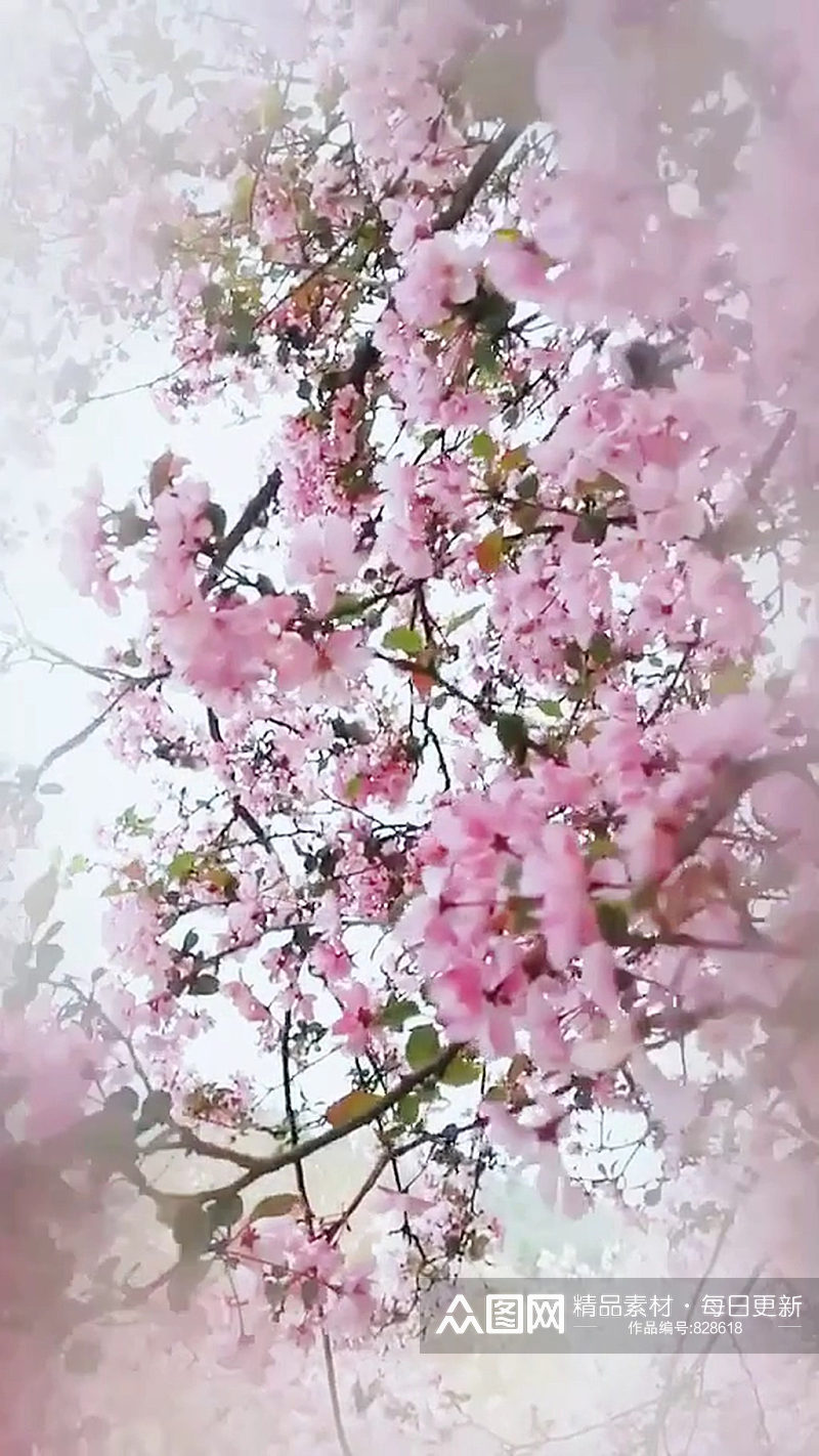 樱花唯美自然风光实拍素材