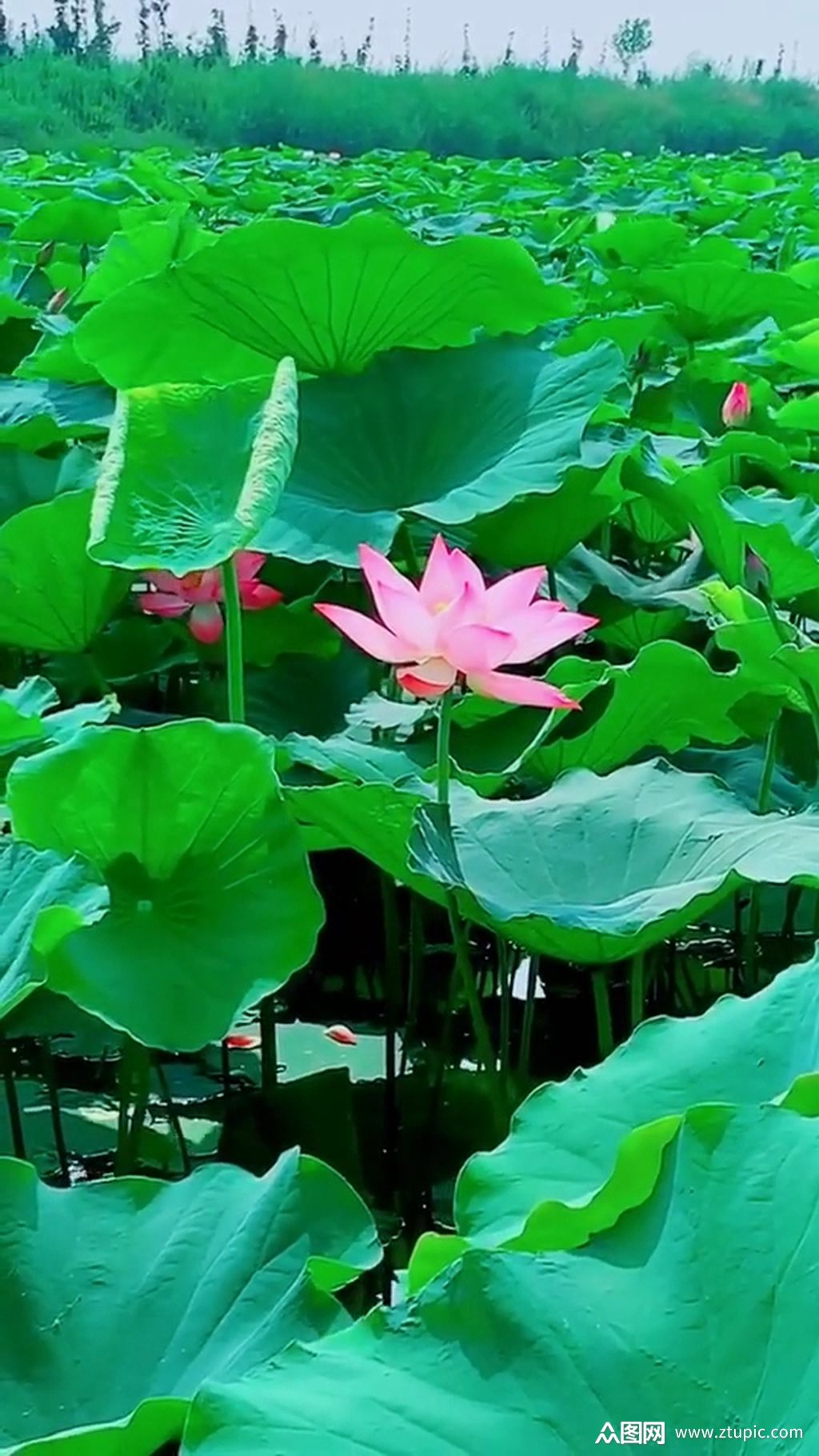 莲花荷花乡村唯美自然风光实拍