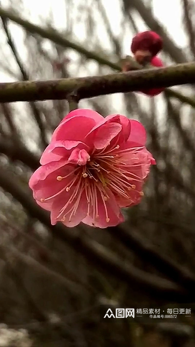 梅花鲜花唯美大自然风光自媒体实拍素材