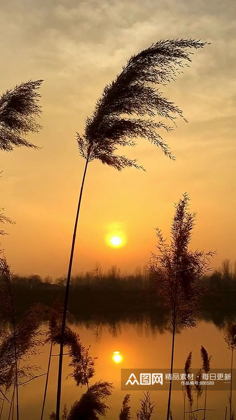 夕阳湖泊芦苇唯美大自然风光自媒体实拍素材