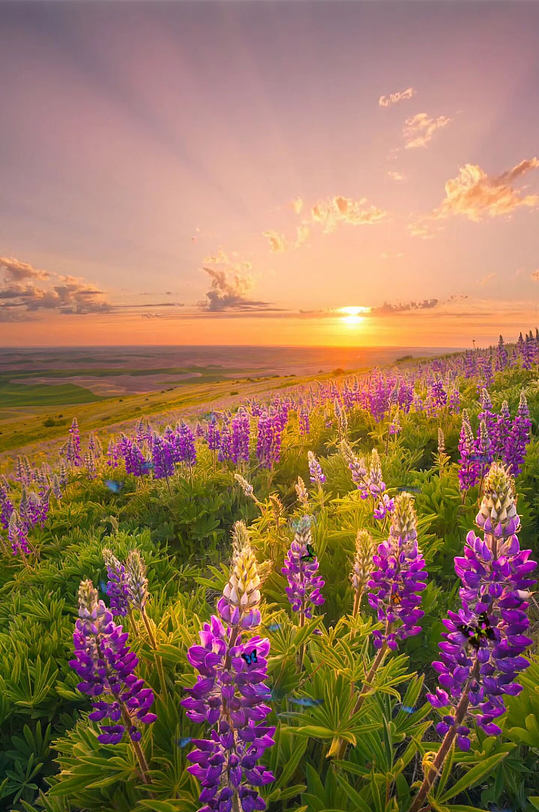 紫色鲜花夕阳唯美大自然风光自媒体实拍 风景视频-众图网