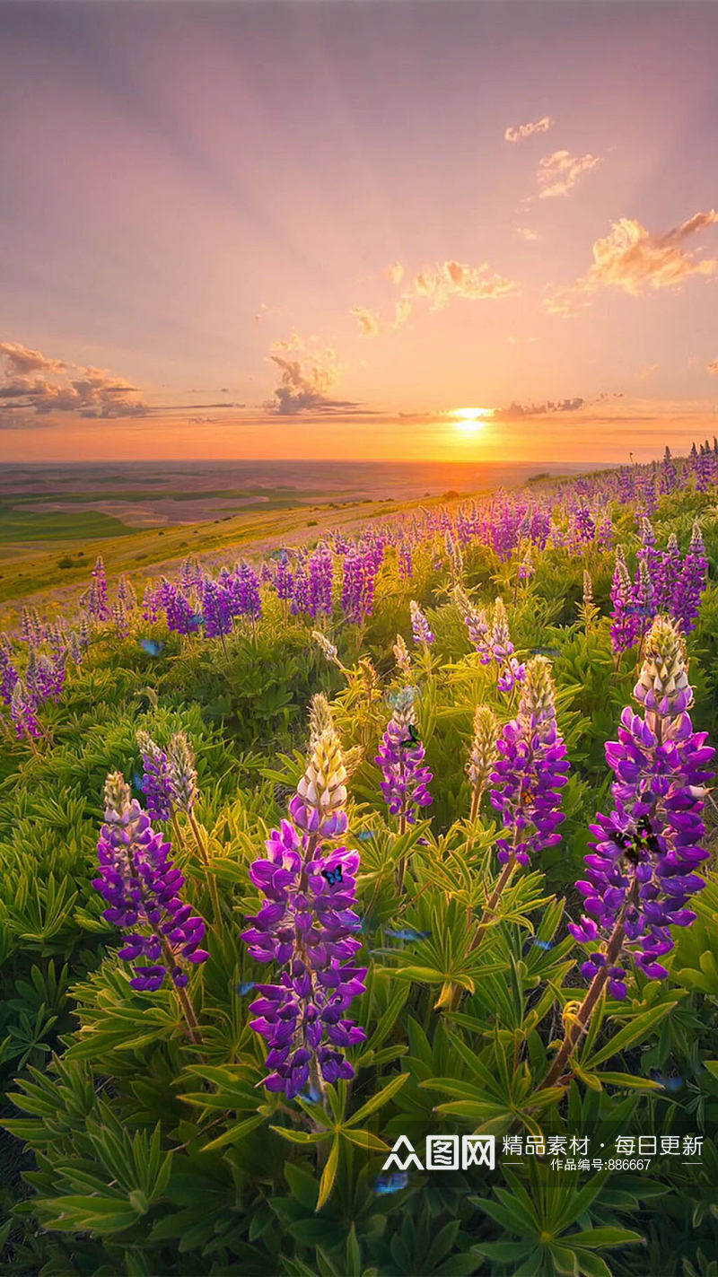 紫色鲜花夕阳唯美大自然风光自媒体实拍 风景视频素材