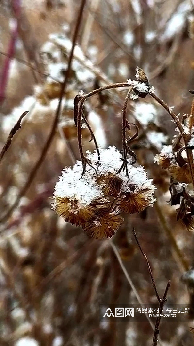 冬季雪景唯美大自然风光自媒体实拍素材