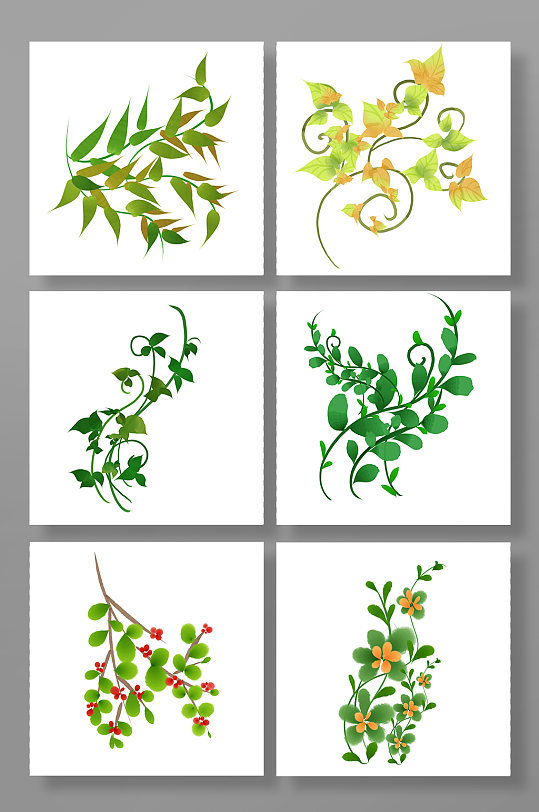 自然藤条青藤植物树叶春季插画元素