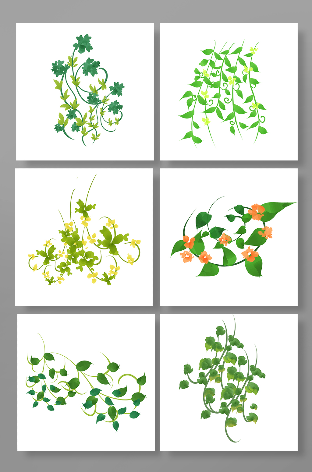 清新藤条青藤植物树叶春季插画元素素材