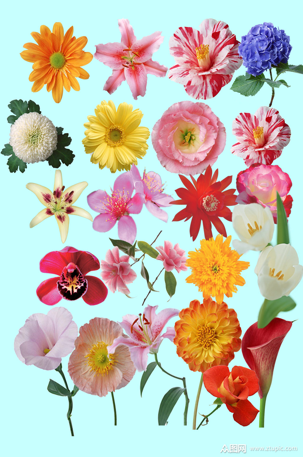 各种鲜花免扣素材