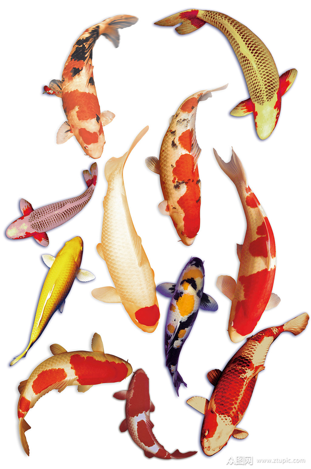 锦鲤鲤鱼免扣素材