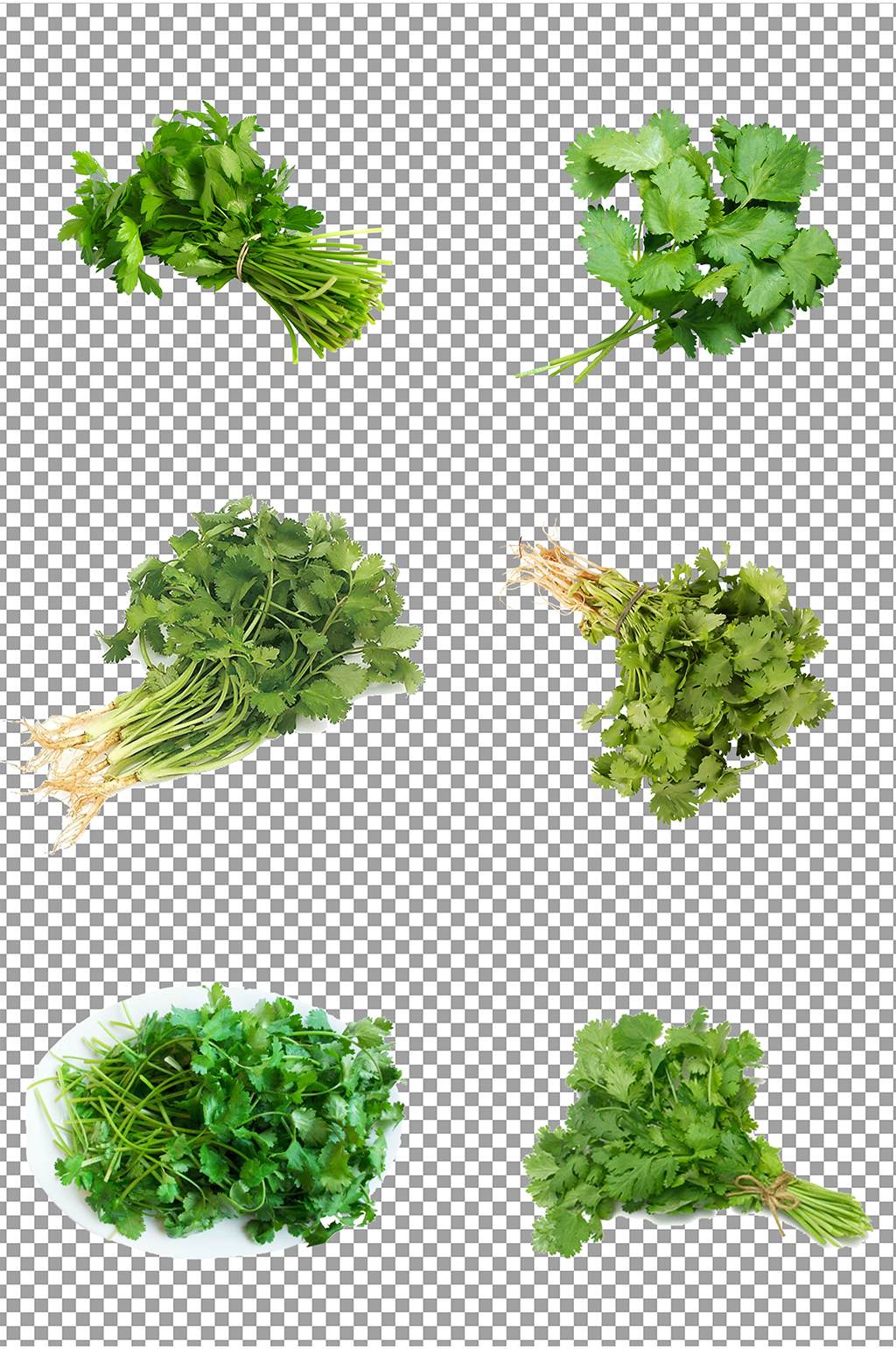 新鲜绿色香菜素材素材