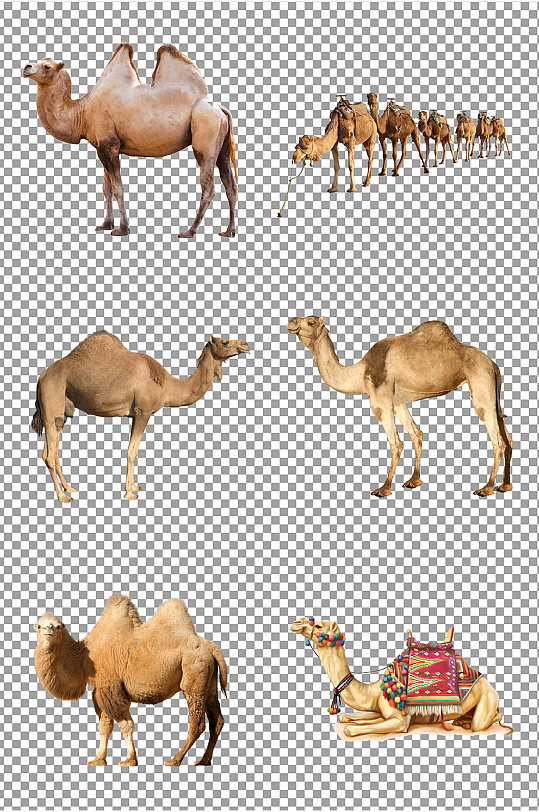 沙漠骆驼免扣素材