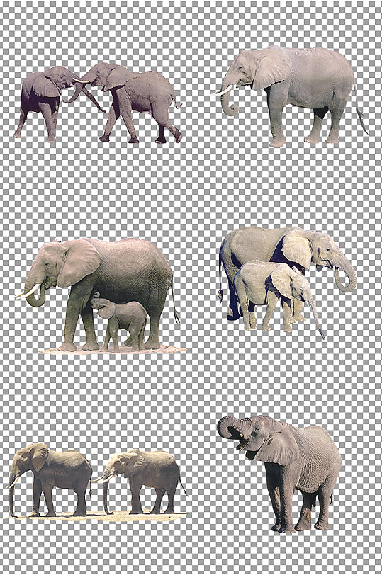 大象图片免扣素材-众图网