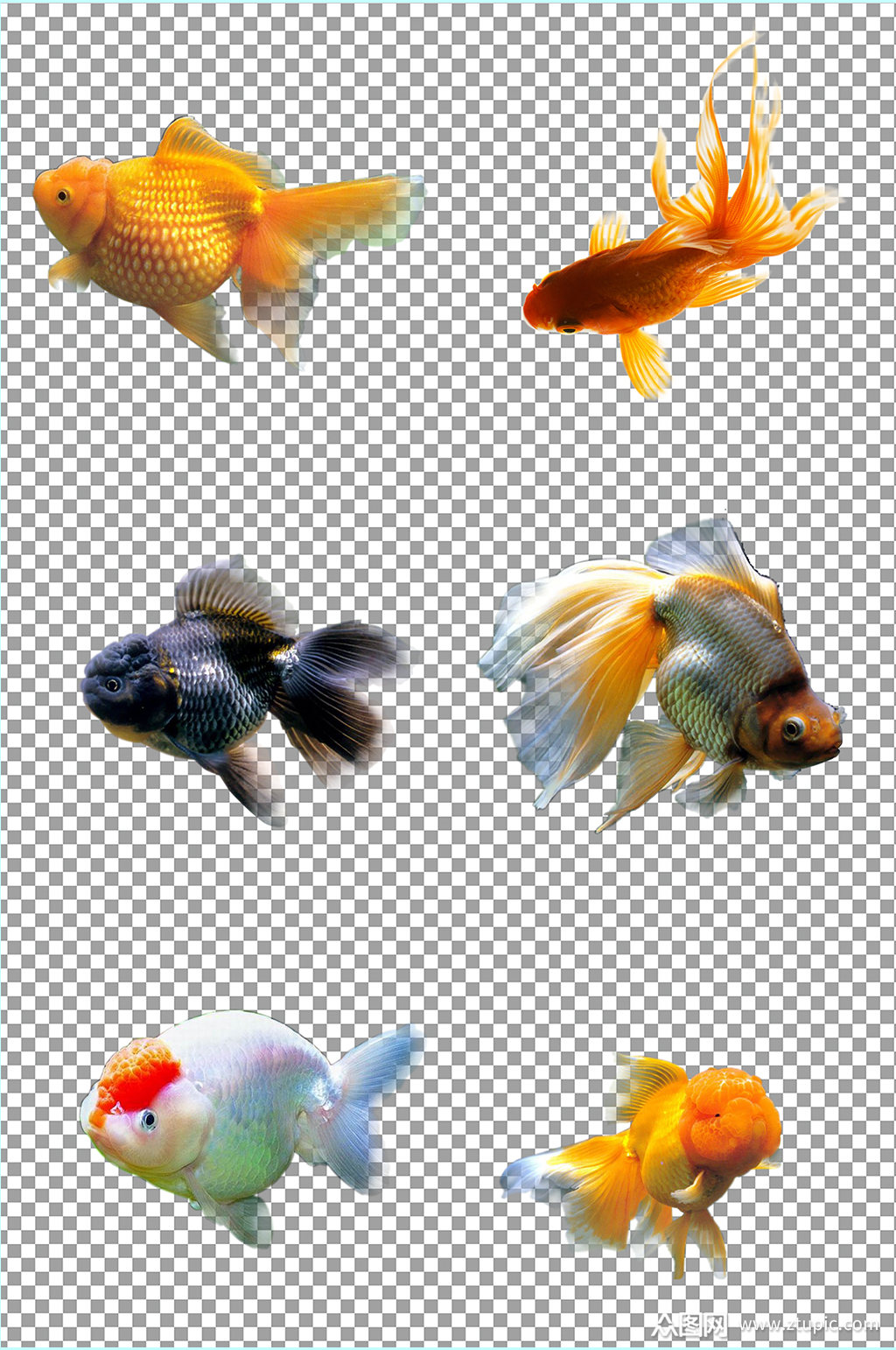 ͽز