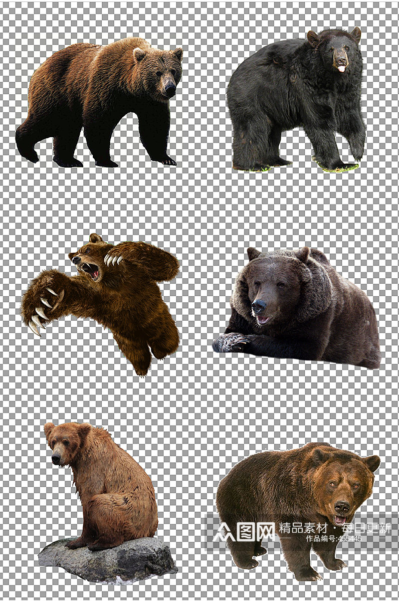灰熊粽熊图片素材素材