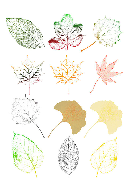 手绘树叶纹路素材