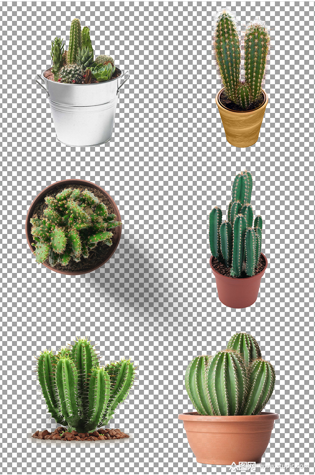 仙人掌盆栽图片素材