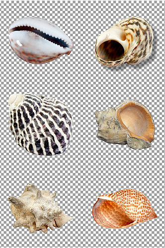 海螺贝壳图片素材