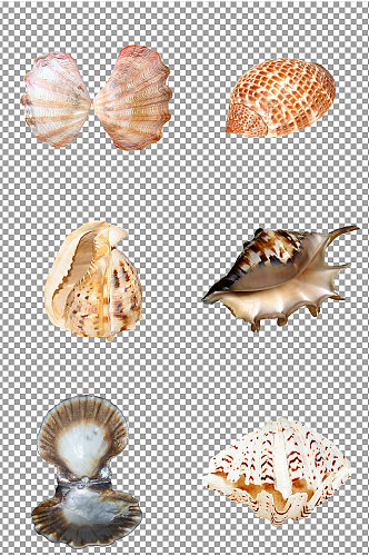 海螺贝壳免扣素材